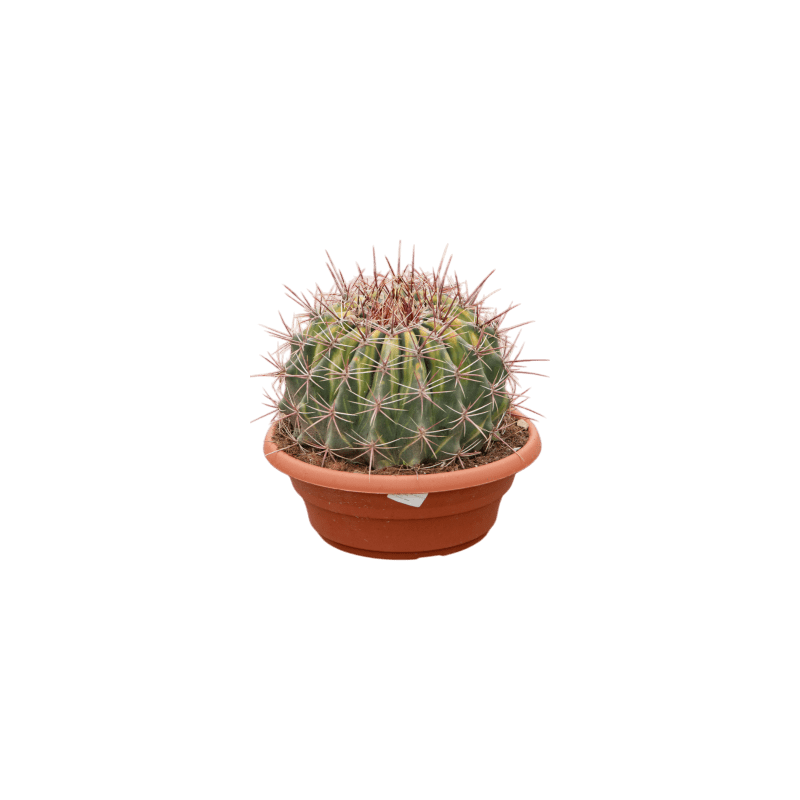 Ferocactus Variegata