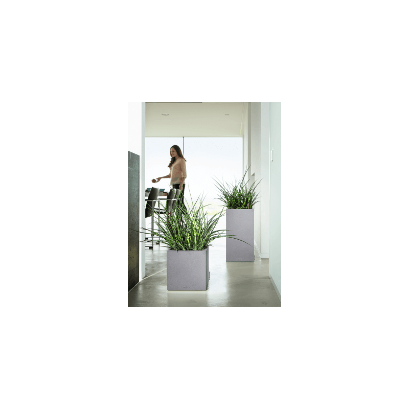 Sansevieria Fernwood