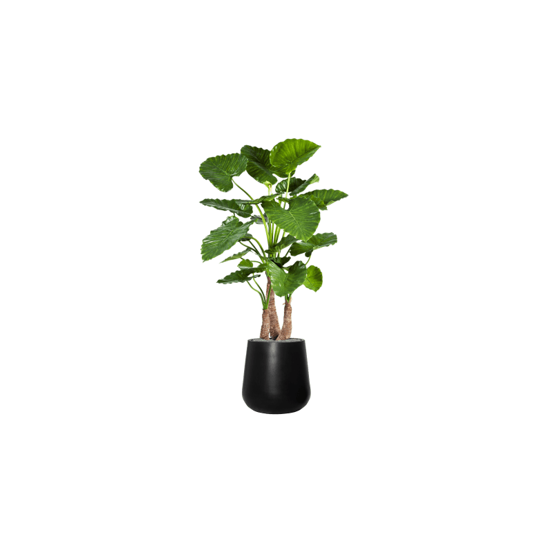 Alocasia Calidora in Fiberstone Pax Zwart - kunstplant