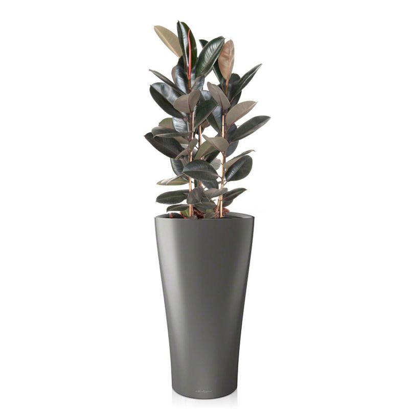 Ficus Abidjan in watergevende Delta antraciet