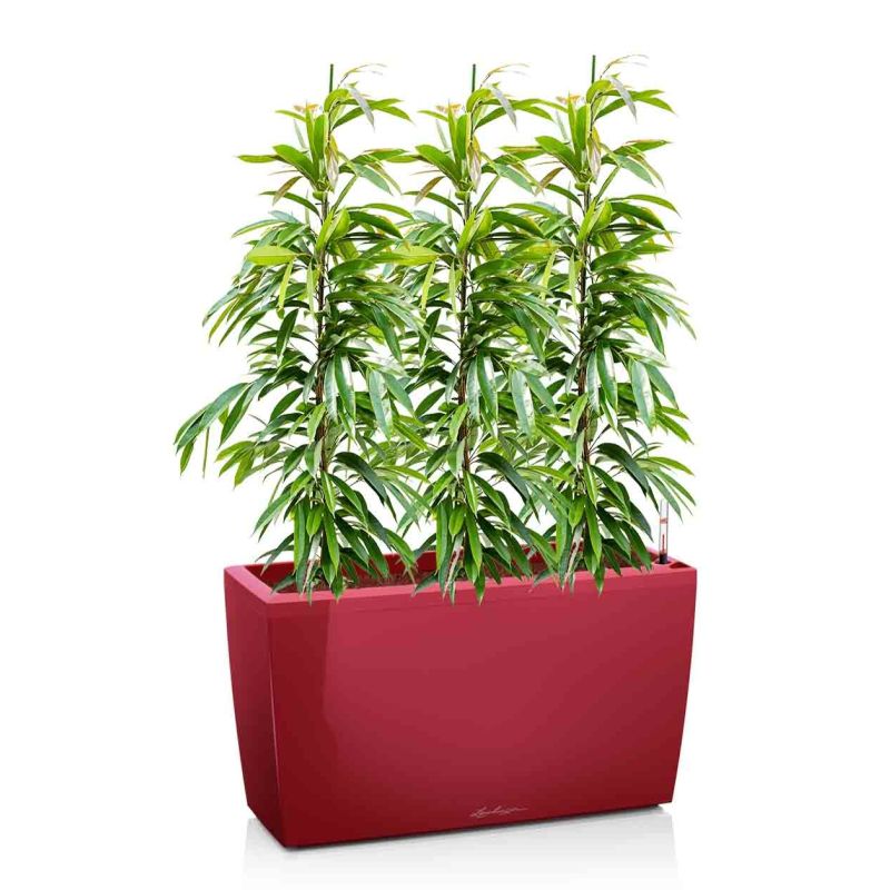 Ficus Amstel King in watergevende Cararo rood