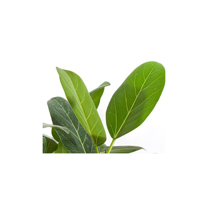 Ficus Audrey op stam