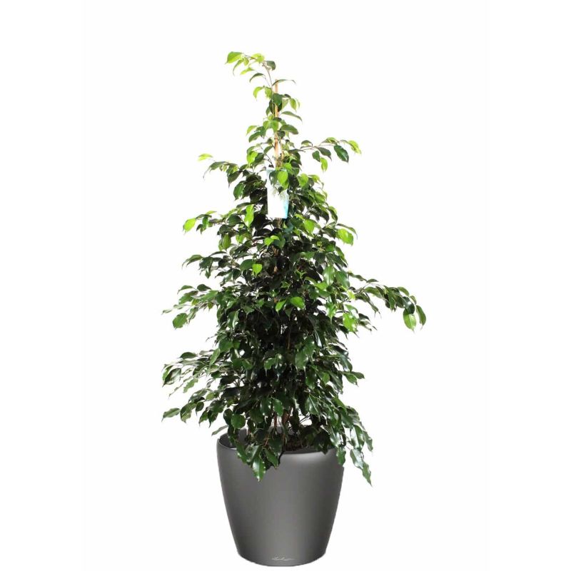 Ficus Benjamina in watergevende Classico antraciet