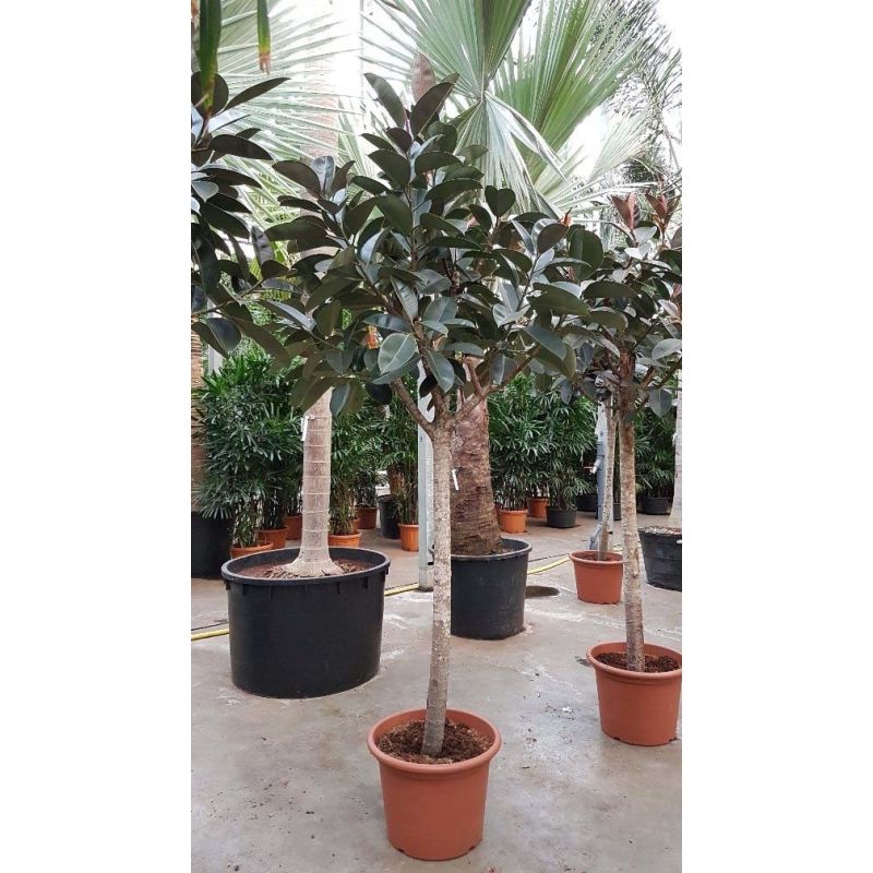 Ficus Burgundy op stam XXXL