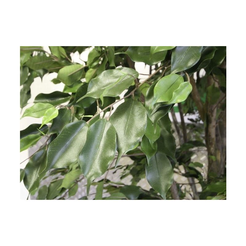Ficus exotica vertakt XXL - kunstplant