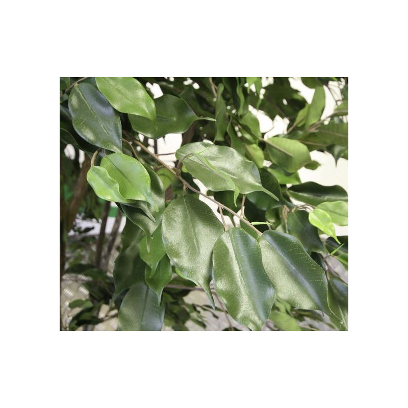 Ficus Liana XXL - kunstplant