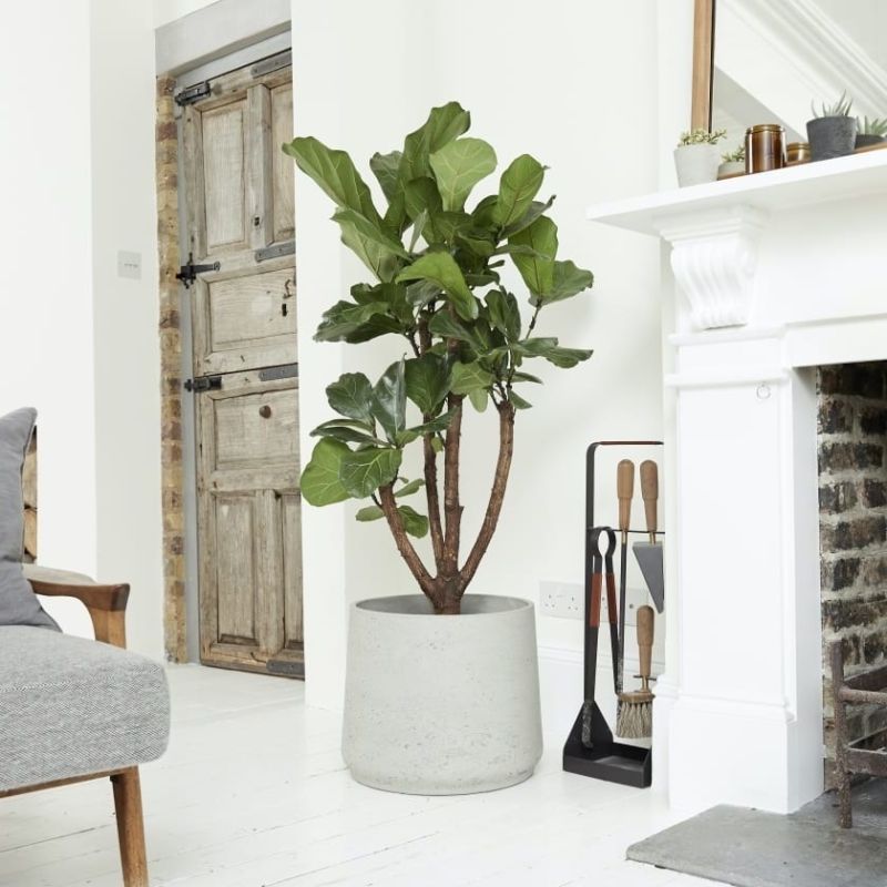 Ficus Lyrata vertakt in Rugged Patt goud