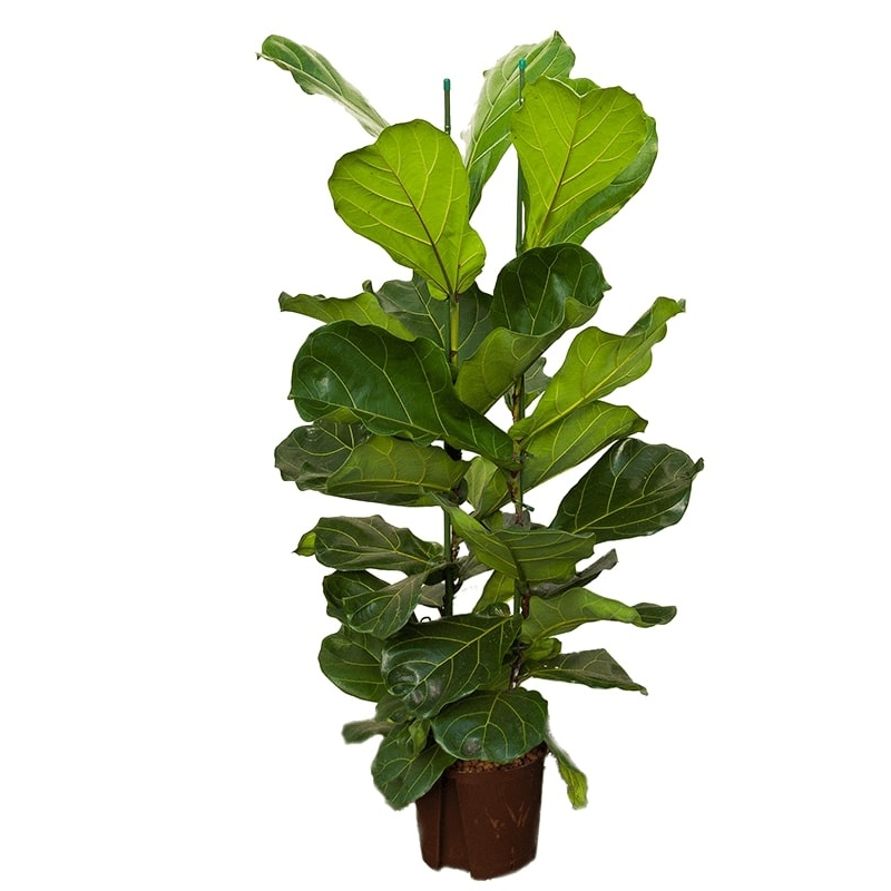 Ficus Lyrata 