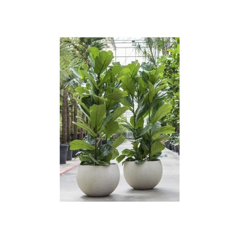 Ficus lyrata straight