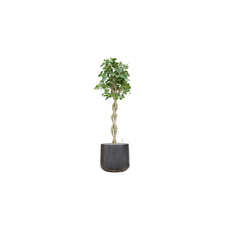 Ficus Audrey gevlochten stam
