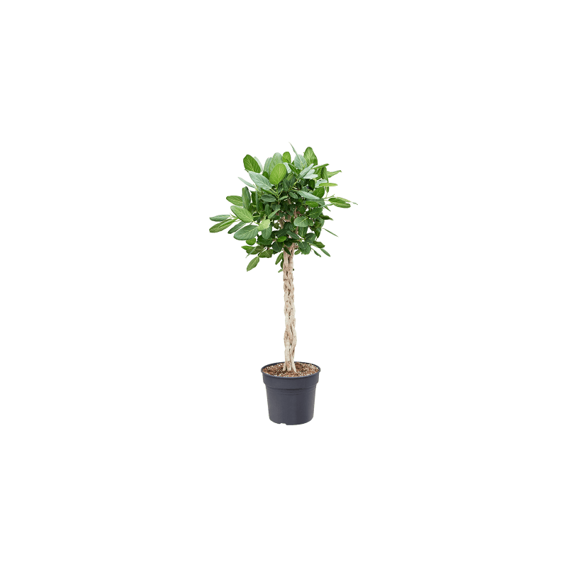 Ficus Audrey gevlochten stam
