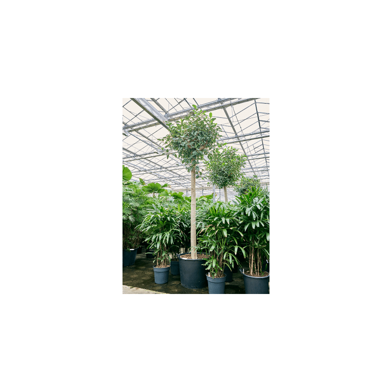 Ficus Australis