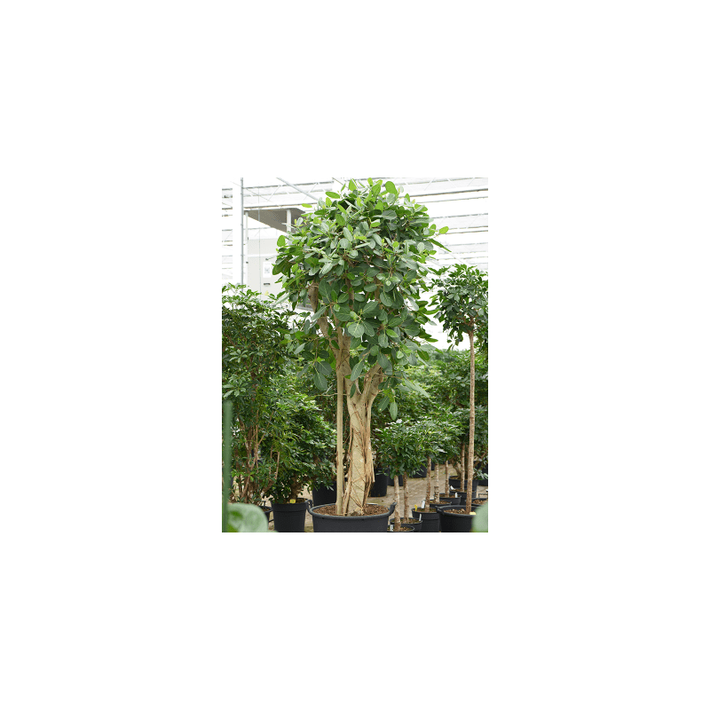 Ficus benghalensis vertakt