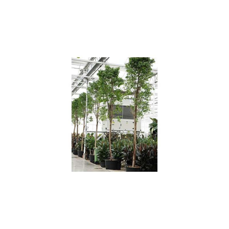 Ficus Columnar op stam XXXL