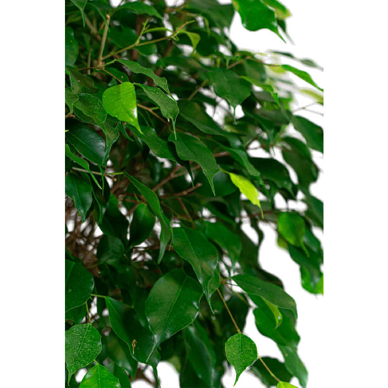 Ficus Exotica spiraal stam