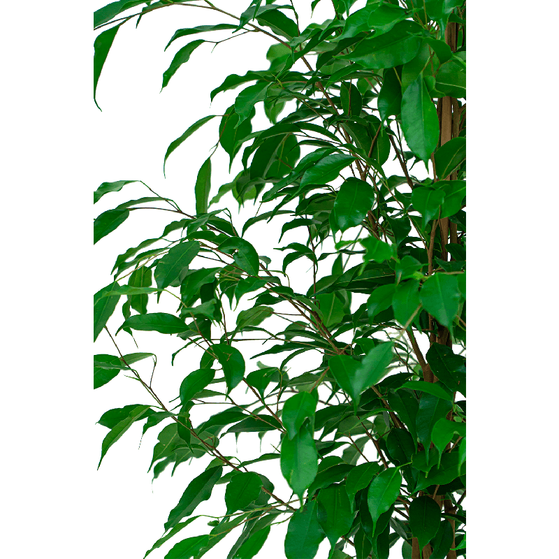 Ficus Benjamina in watergevende Classico rood