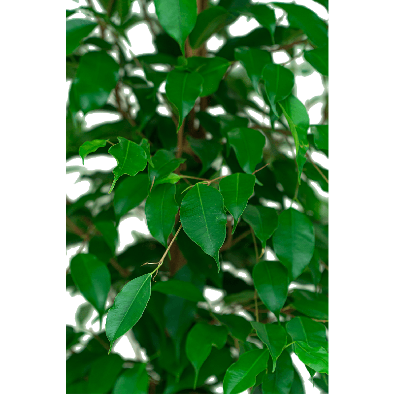 Ficus Benjamina in watergevende Classico wit