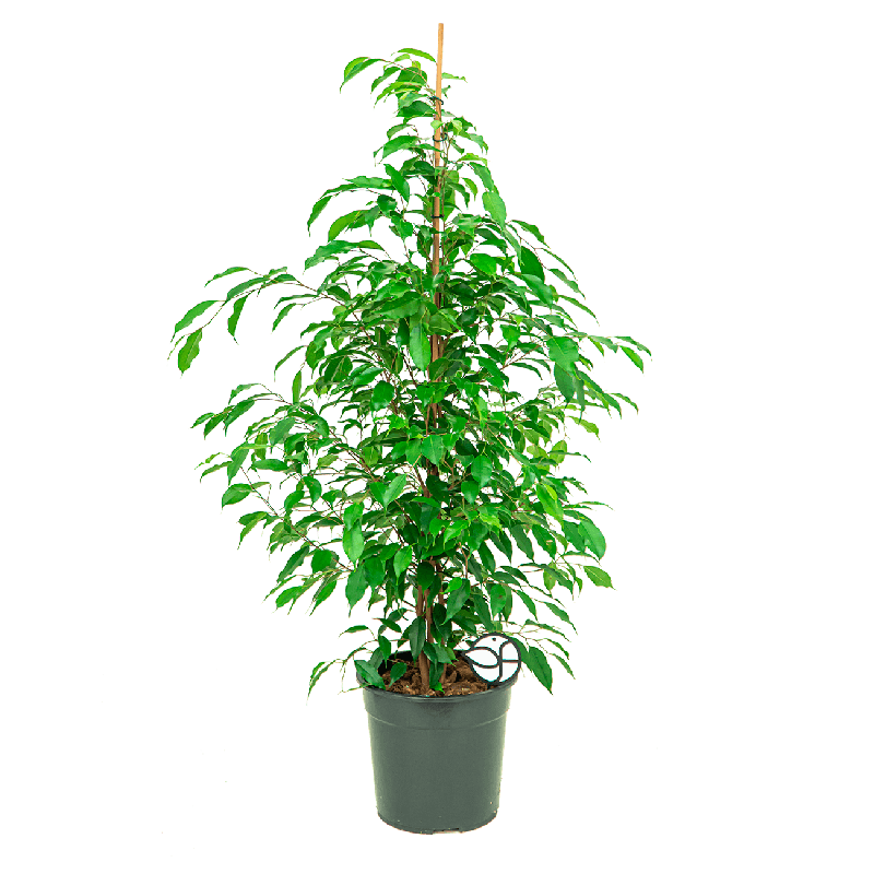 Ficus Danielle
