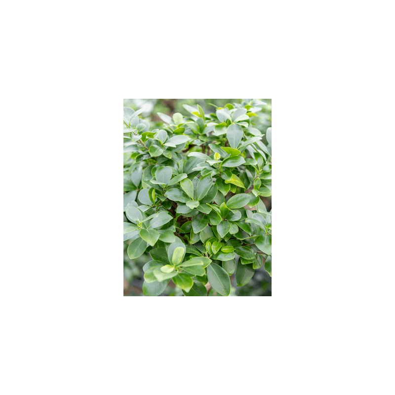 Ficus Compacta - bonsai