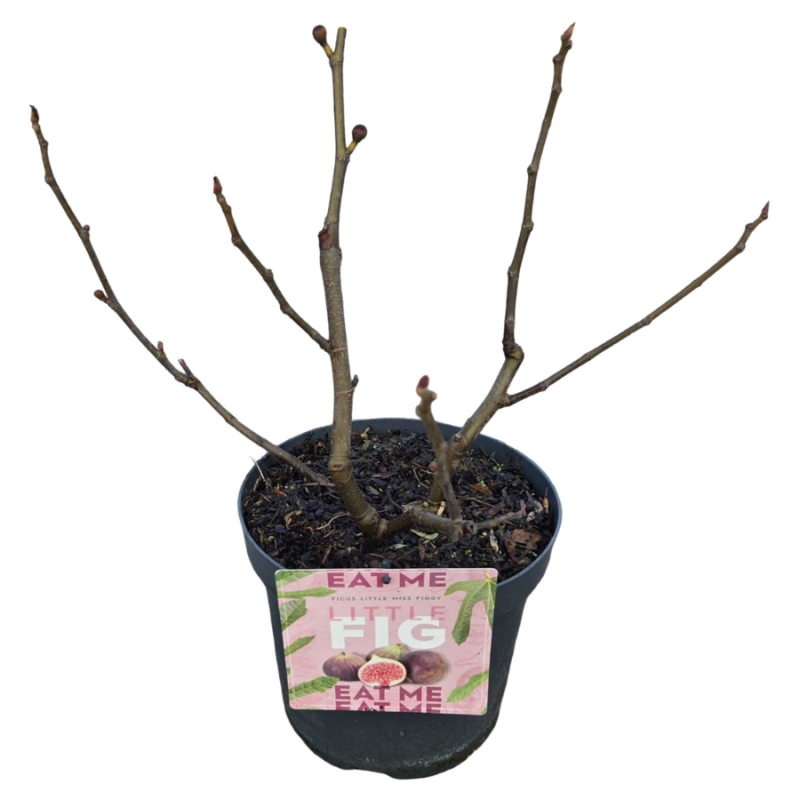Ficus Little Miss Figgy
