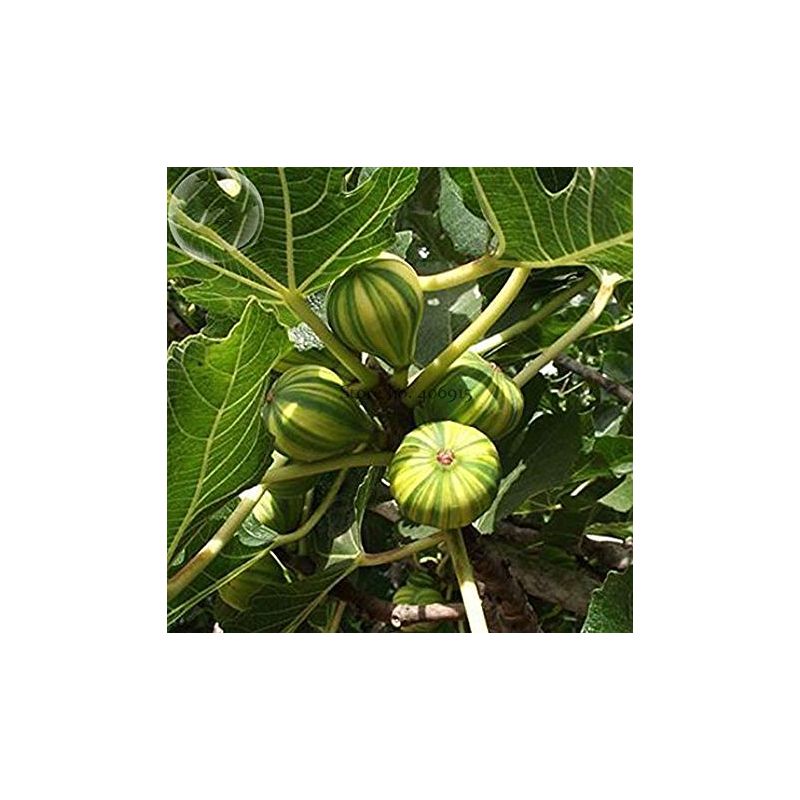 Ficus Panachee - meerstammig