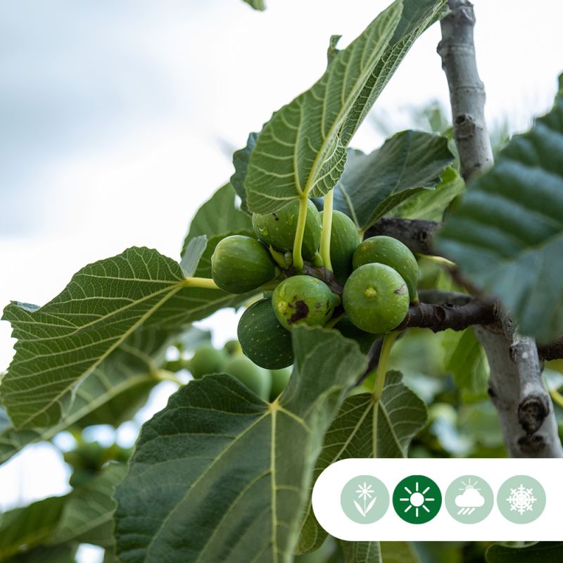 Ficus carica - meerstammig