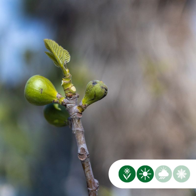 Ficus carica 