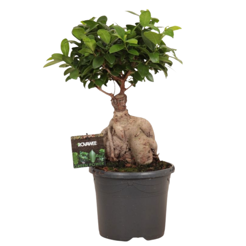 Ficus Compacta XL