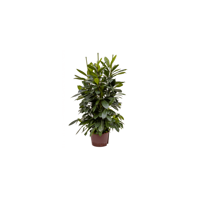 Ficus cyathistipula 