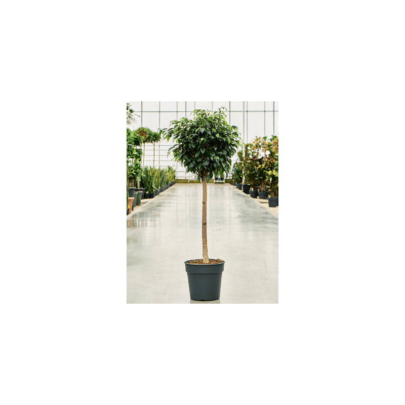 Ficus Danielle op stam