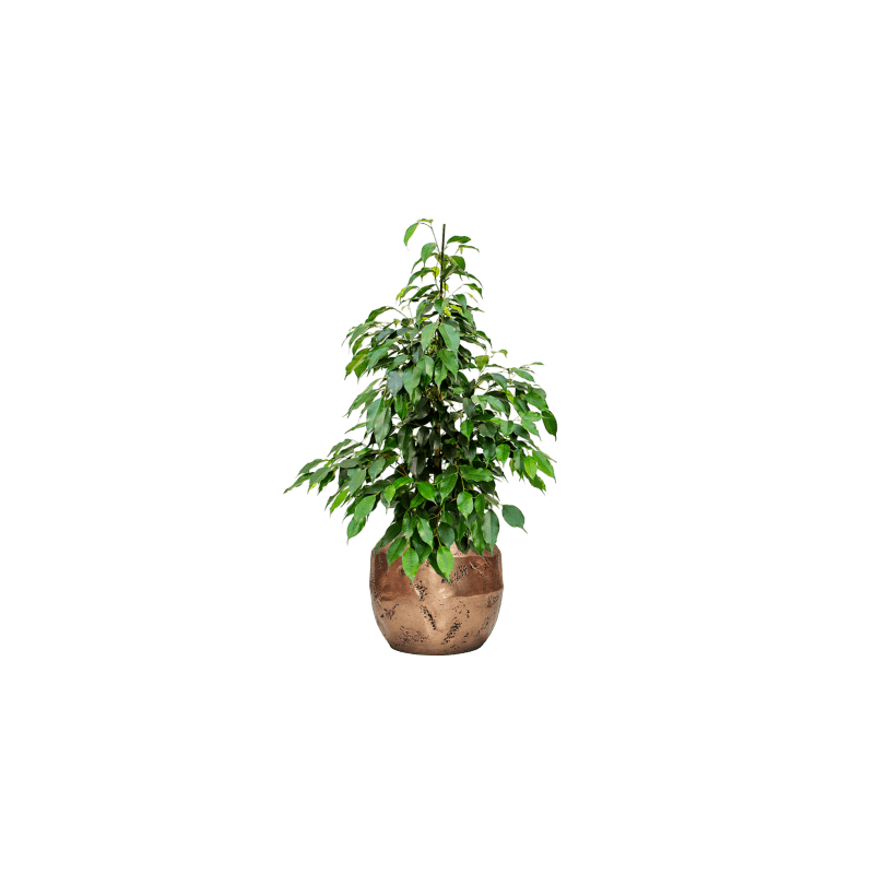 Ficus Danielle