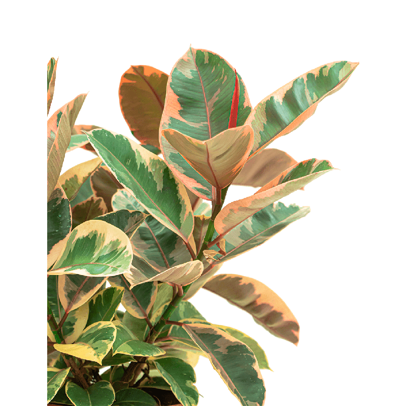 Ficus Belize op stam 