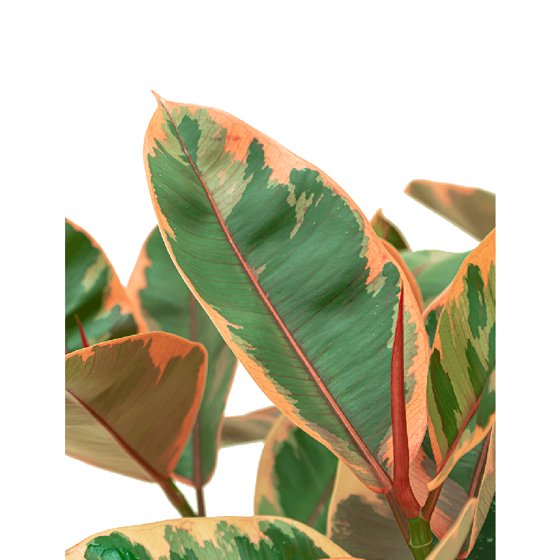 Ficus Belize op stam