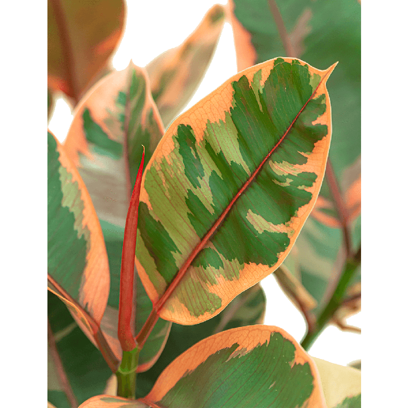 Ficus Belize op stam 