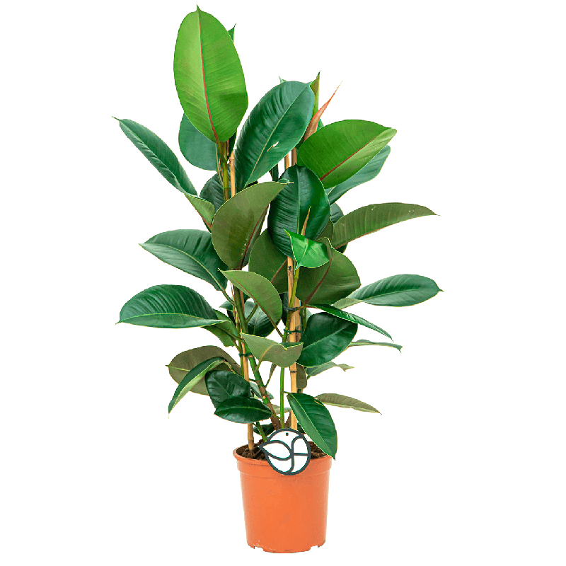 Ficus Robusta toef