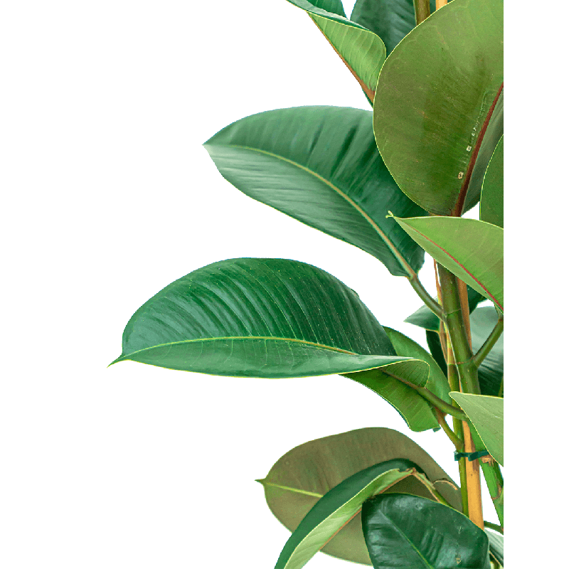 Ficus Robusta op stam