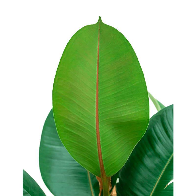 Ficus Robusta op stam