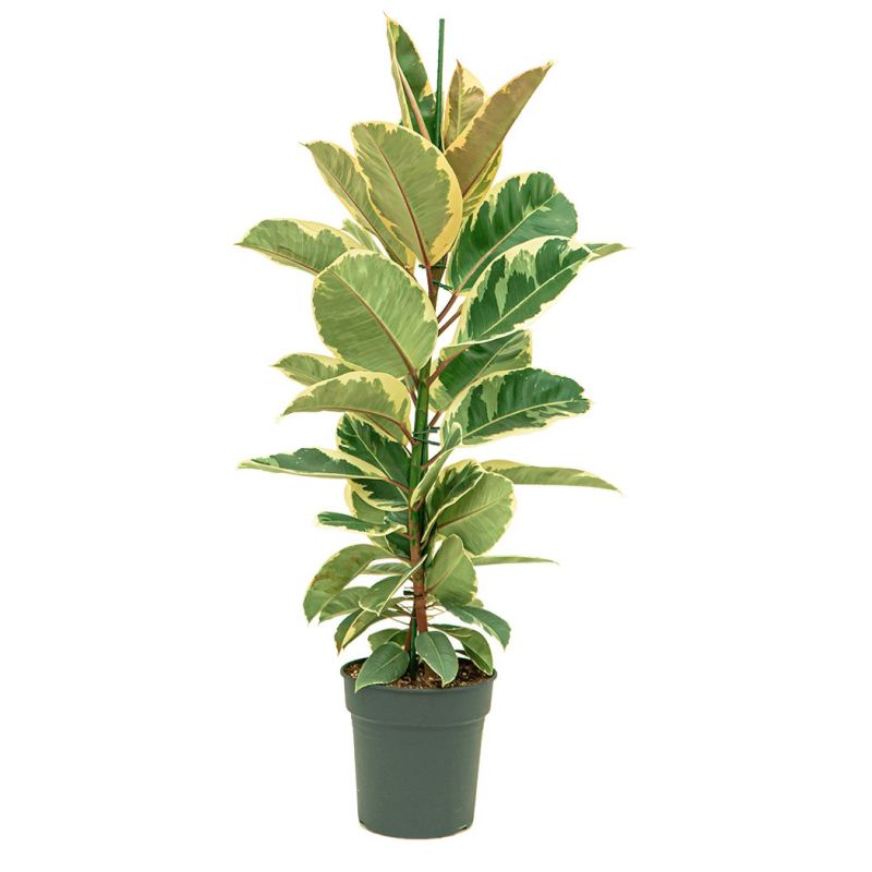 Ficus Tineke