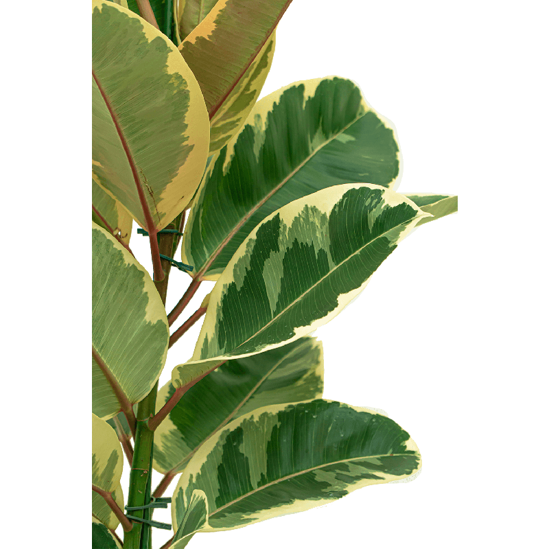 Ficus Tineke 