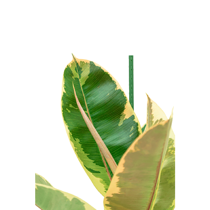Ficus Tineke 
