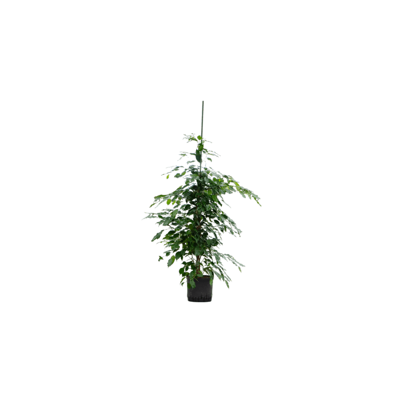 Ficus Exotica 