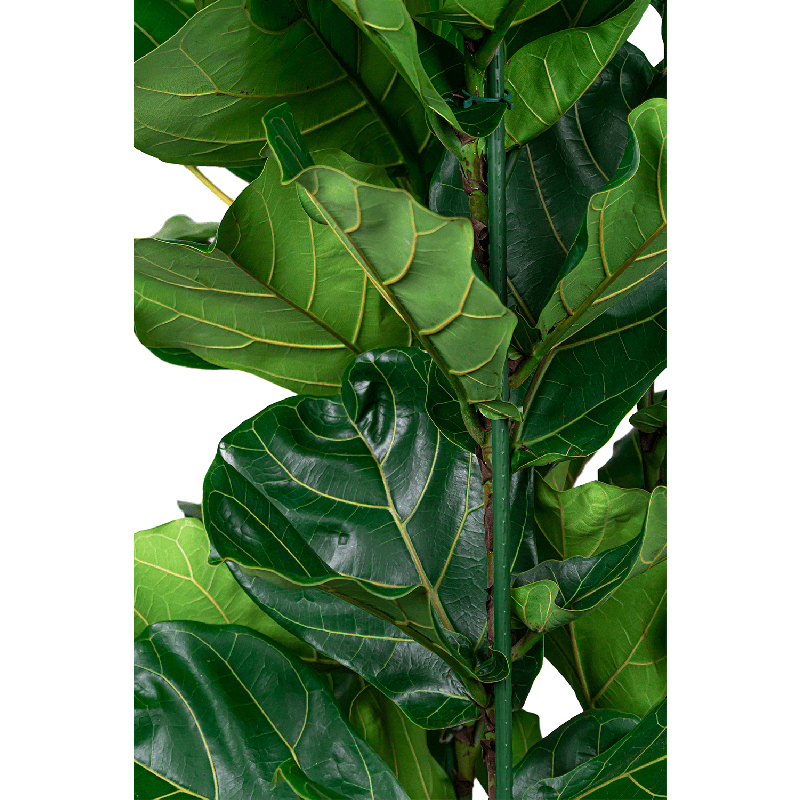 Ficus lyrata straight
