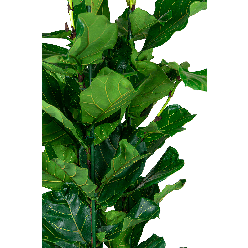 Ficus Lyrata in Metallic Globe coffee