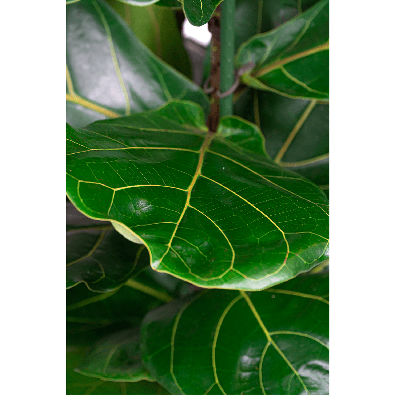 Ficus Lyrata in Metallic Globe coffee