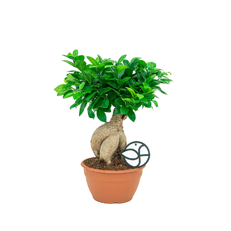 Ficus Compacta
