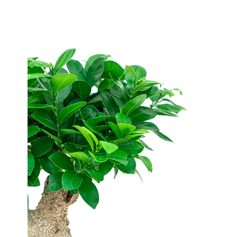 Ficus microcarpa Compacta - bonsai