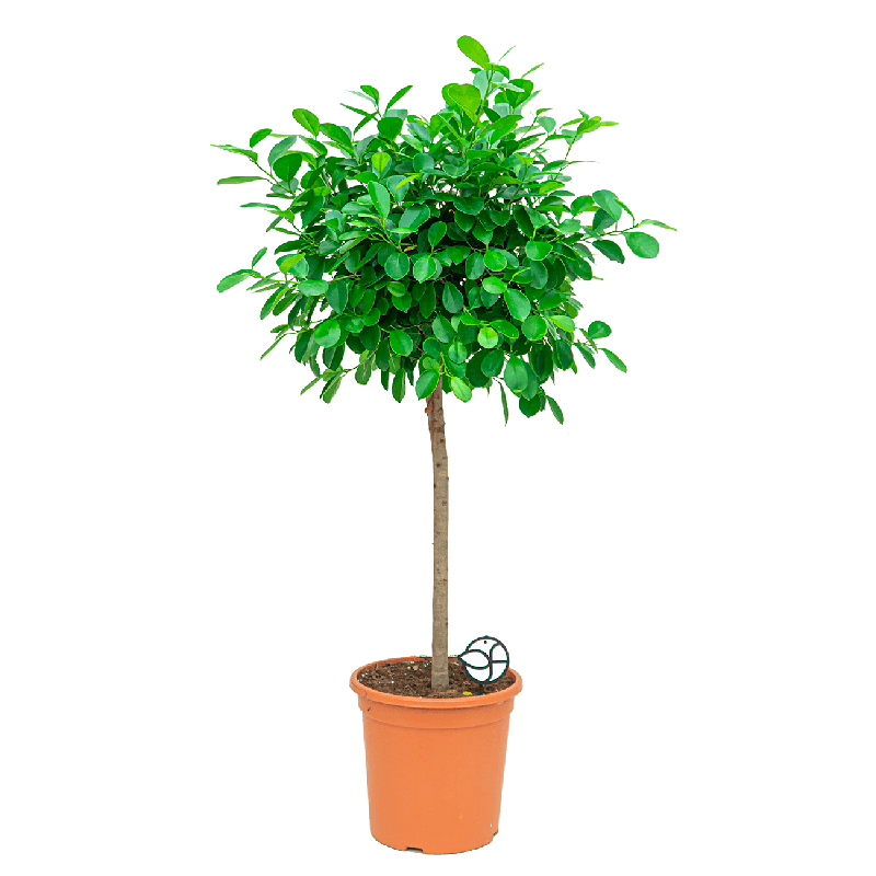 Ficus Moclame op stam