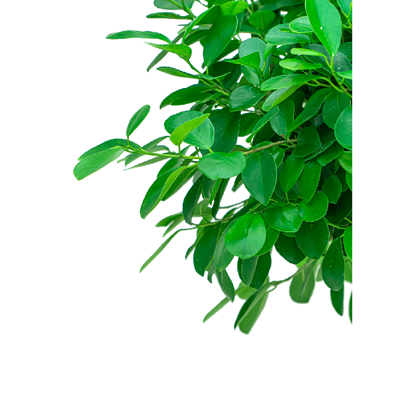 Ficus Moclame piramide
