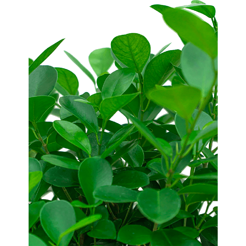 Ficus Moclame piramide