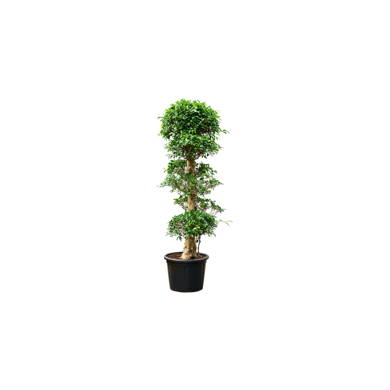 Ficus Nitida - 3 etage